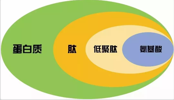 胶原蛋白肽.png