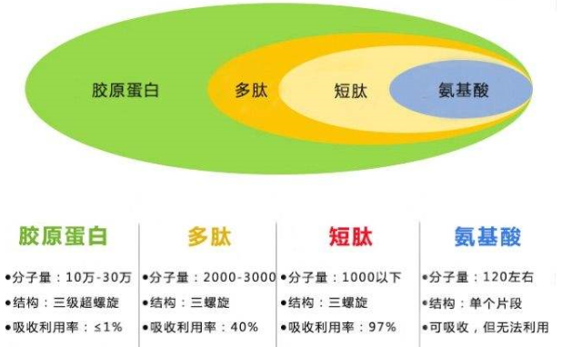 胶原蛋白肽与氨基酸及蛋白粉的区别.png