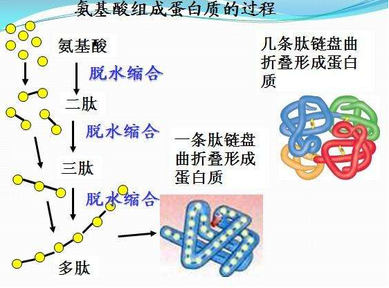 蛋白质由什么构成.png