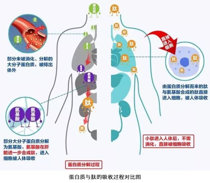 什么牌子的小分子肽效果最好.png