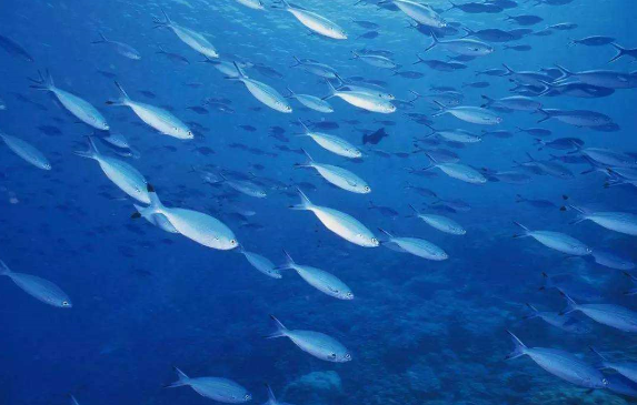 鱼胶原蛋白肽对免疫力的调节作用