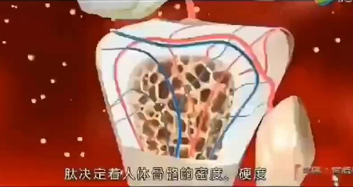 小分子肽与骨骼.png