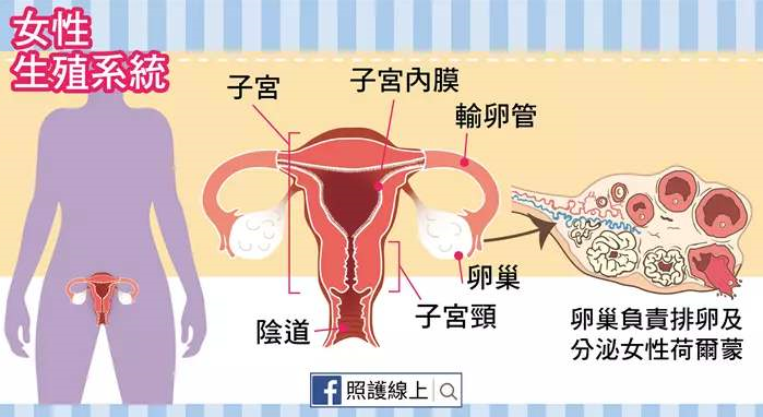 肽对卵巢的养护作用.png