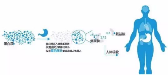 小分子对血糖怎么样,真的可以治疗糖尿病吗?