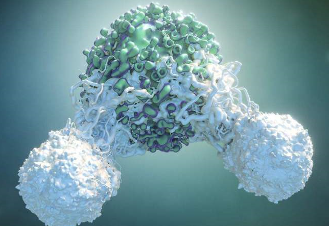 肽对免疫细胞的影响.png
