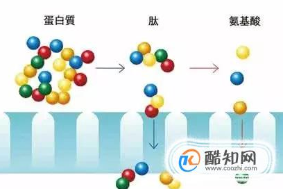 小分子肽是什么.png