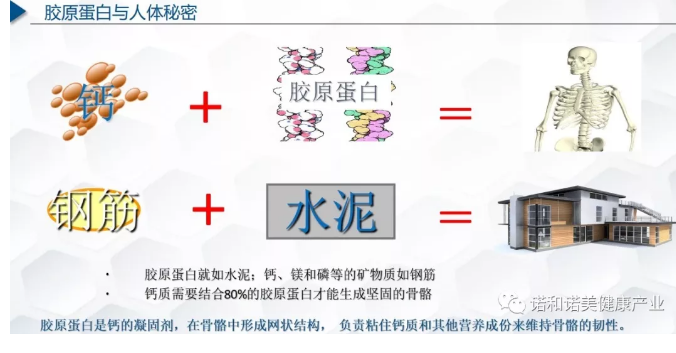胶原蛋白与人体的作用.png