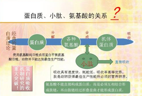 肽的吸收与什么有关.png