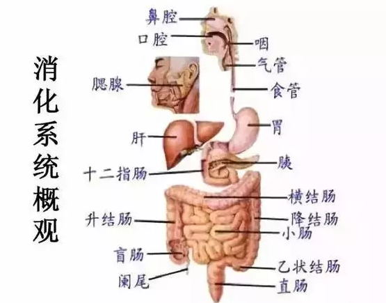 肽是消化系统的守护神.png