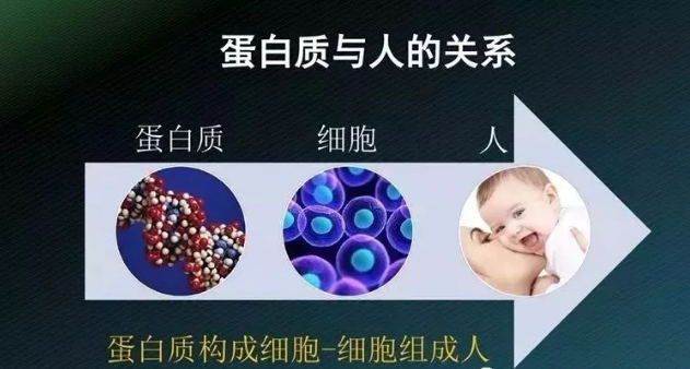 蛋白质与人体的关系.png
