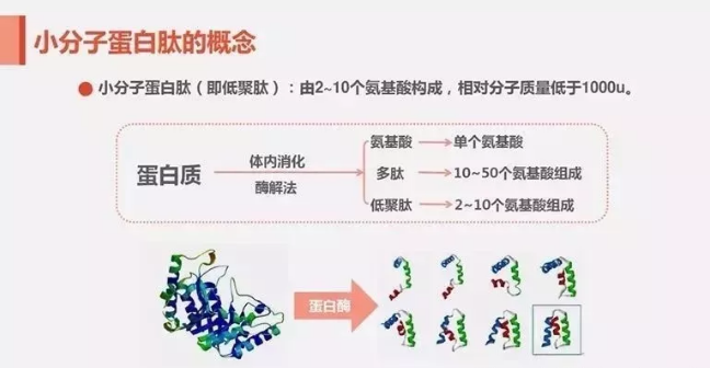 小分子蛋白肽的概念.png