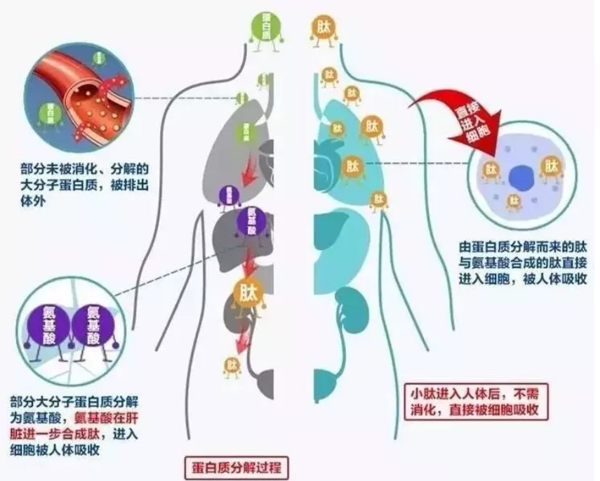 口服胶原蛋白骗局背后的内幕