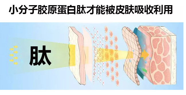 胶原蛋白肽修复骨骼再生骨骼细胞