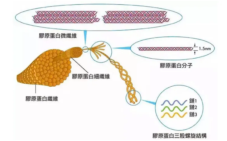 骨胶原蛋白肽的功能与作用促进细胞再生和伤口愈合