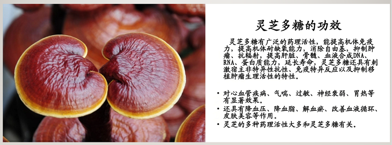 灵芝多糖.png