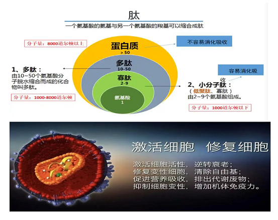 肽与细胞健康2.jpg 肽与细胞健康2.jpg